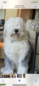 Old English sheepdog Listing Image