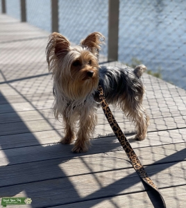 Downtown Yorkie Stud Available  Listing Image