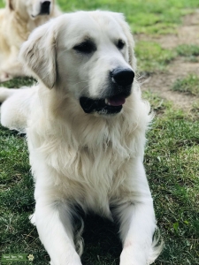Golden Retriever Stud Service AKC Listing Image