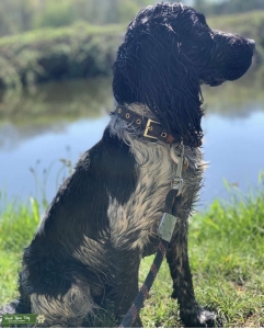 SPROCKER- Stud Listing Image