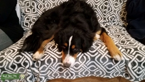 Bernedoodle male needed for stud services  Listing Image