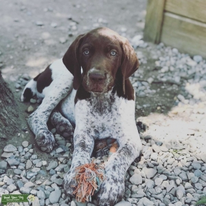 German Shorthaired Pointer Listing Image