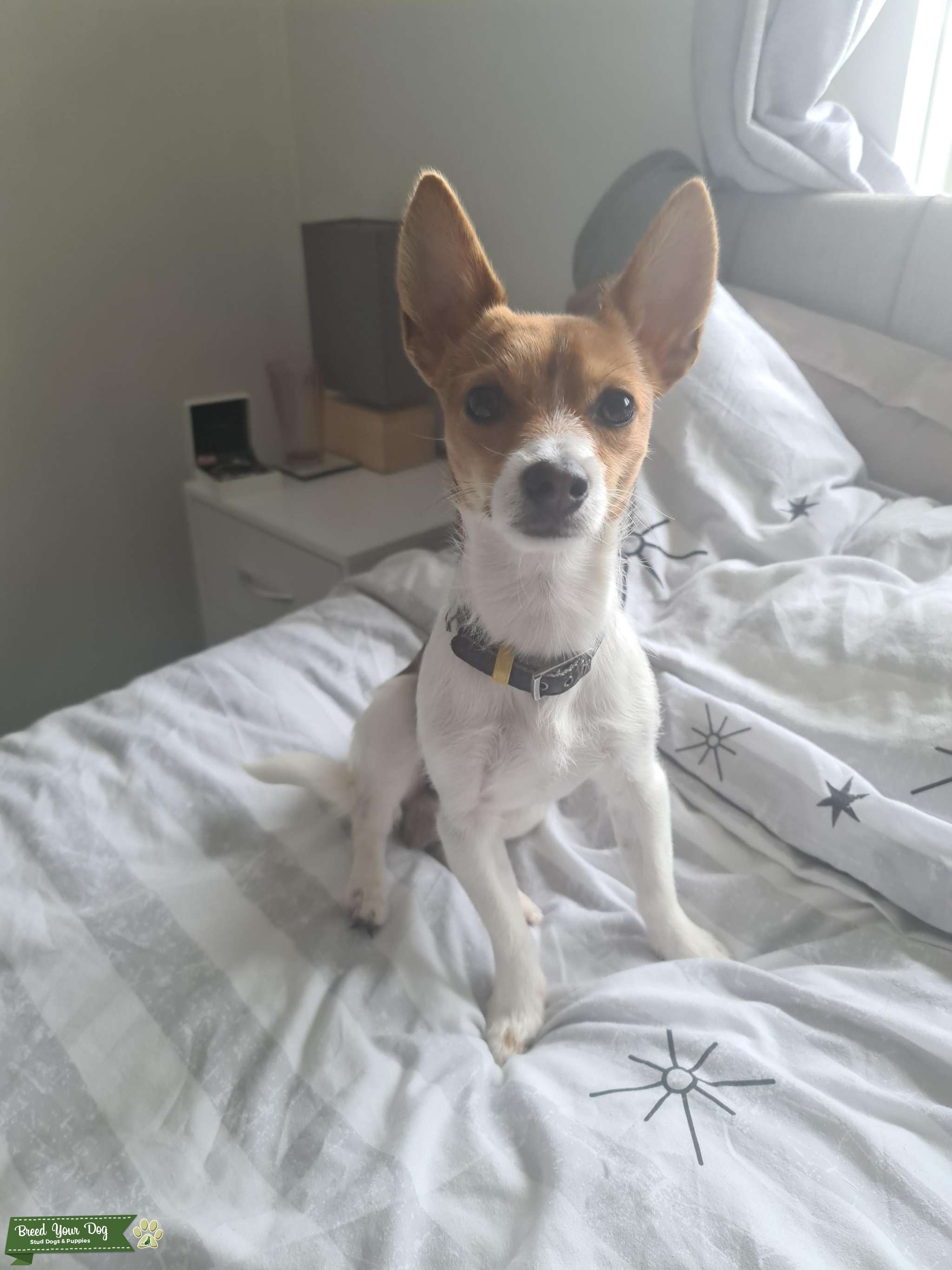 Jack Russell Chihuahua Mix For Sale Craigslist - ta094jk