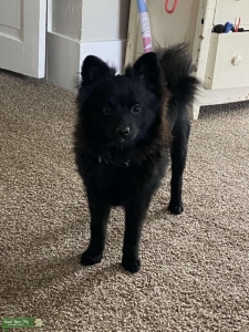 Pomeranion male Listing Image