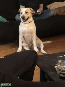 Stud Dog Listing Image
