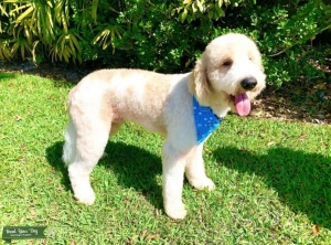 F1B Goldendoodle stud  Listing Image