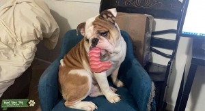 BULLDOG STUD Listing Image