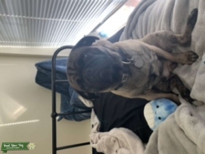 Fawn Carmel mix pug  Listing Image