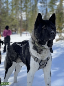 Purebred Akita Listing Image