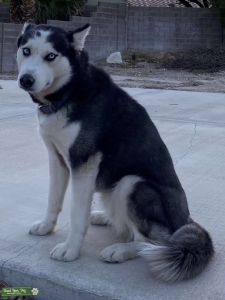 Siberian Husky  Listing Image