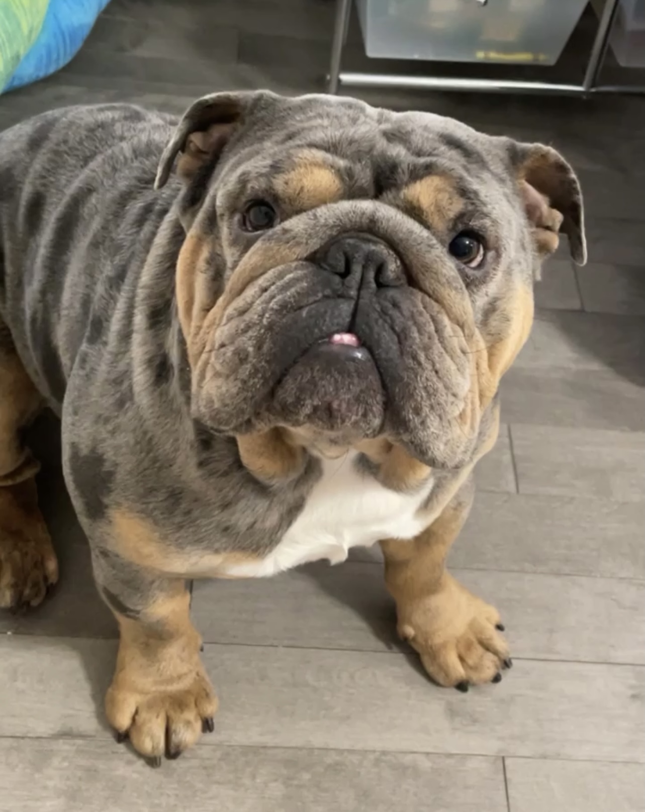 Merle English Bulldog Stud Dog in Florida , the United States Breed