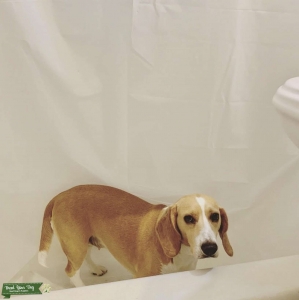Honey color Beagle Listing Image