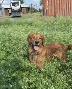Red Golden Retriever Stud Listing Image