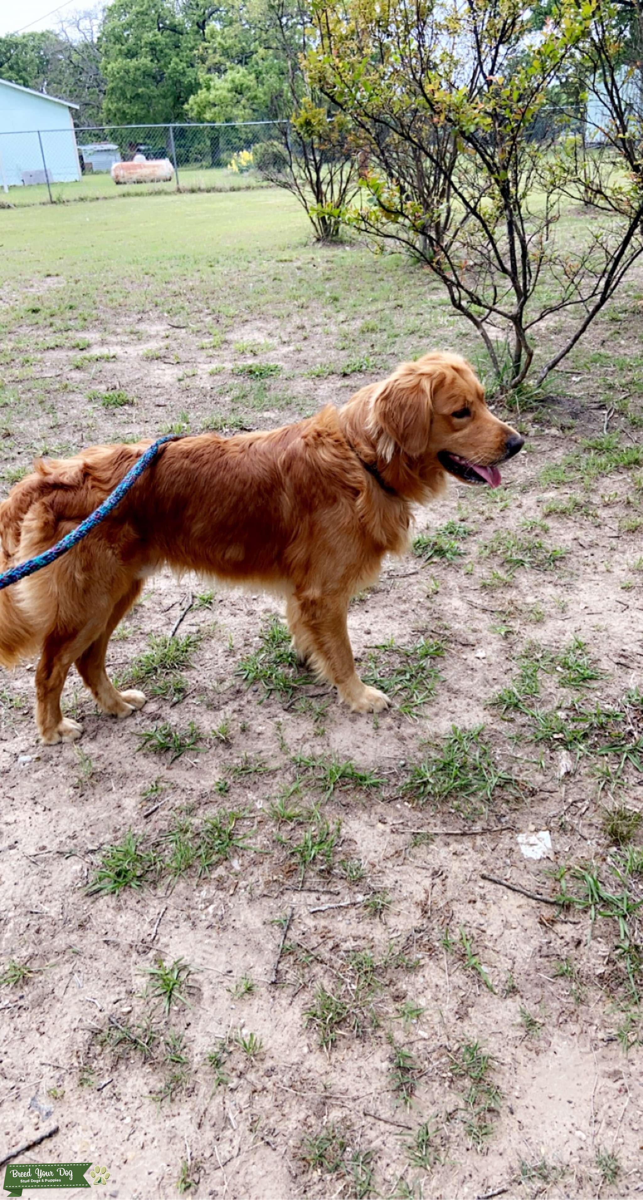 Red Golden Retriever Stud Stud Dog Dallas Breed Your Dog