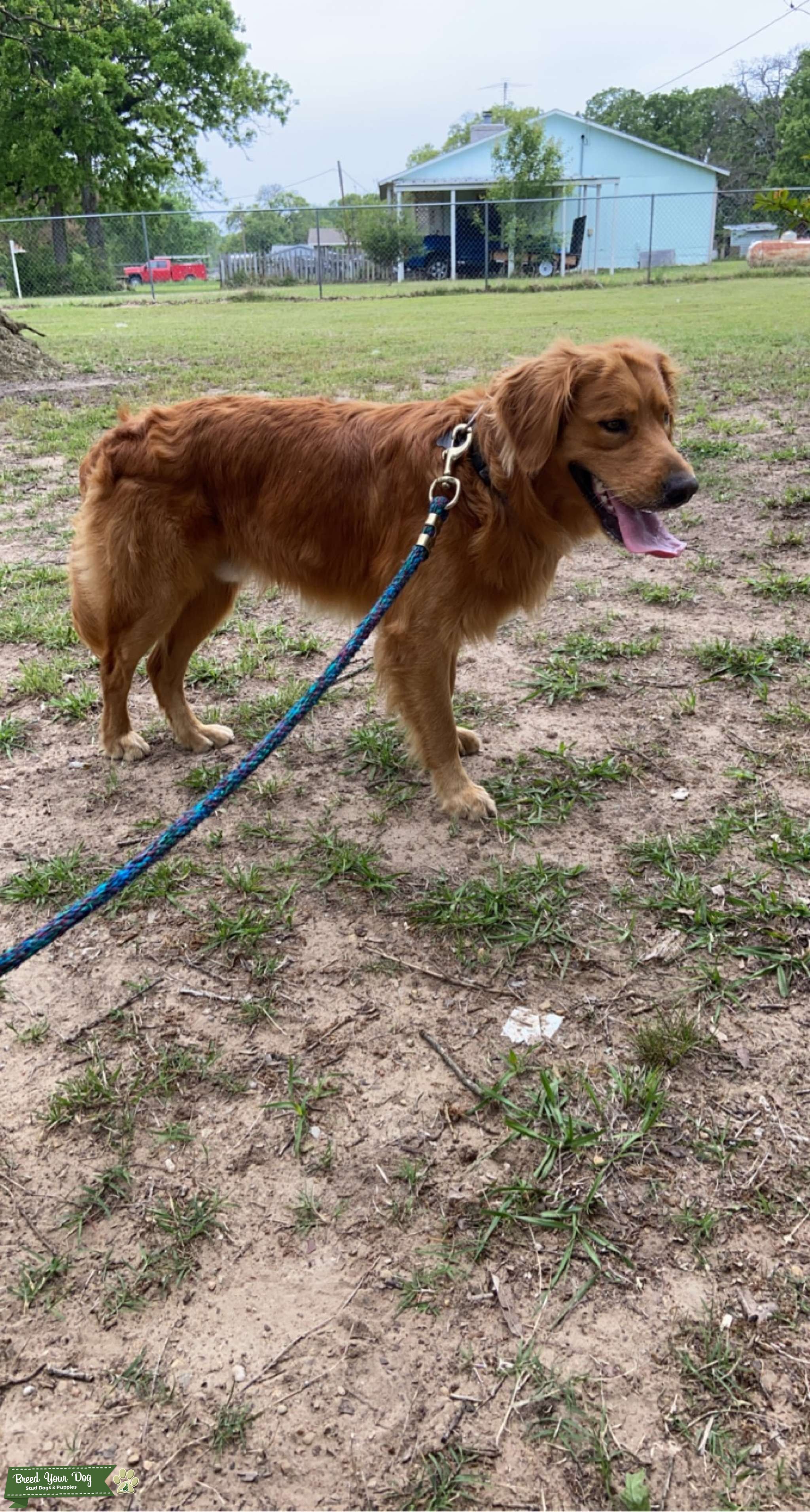 Red Golden Retriever Stud Stud Dog Dallas Breed Your Dog