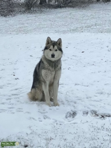 Beautiful Gray and White Alaskan Malamute!!! Listing Image
