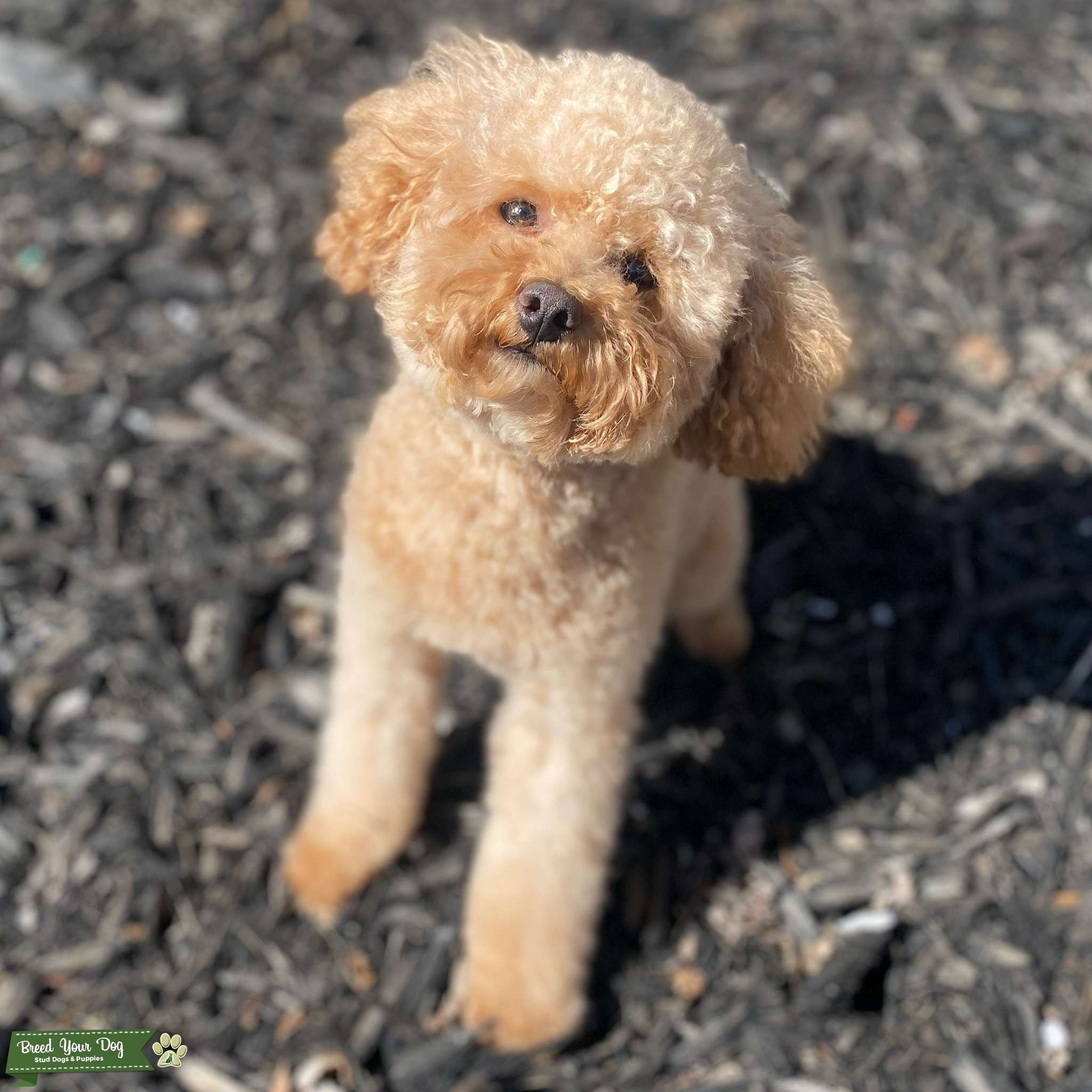 Stud Toy poodle Stud Dog in Metro Detroit, United States Breed Your Dog