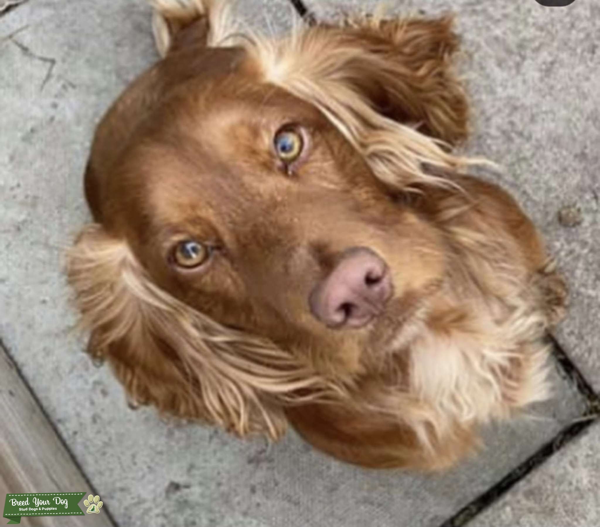 Proven Stud, amazing dog Stud Dog in cambridge , the United States Breed Your Dog