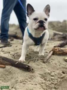 French Bulldog in OR  Listing Image