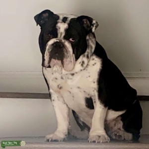 AKC REGISTERD BLACK & WHITE ENGLISH BULLDOG STUD Listing Image