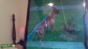 MALE STUB BOXER Listing Image