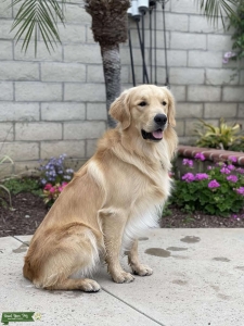 Golden Retriever Stud Listing Image