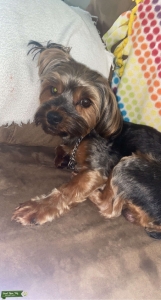 CUTE YORKIE STUD ! Listing Image