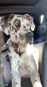 Blue Harlequin 50% Euro Great Dane Listing Image