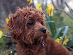 Red Cavapoo Listing Image