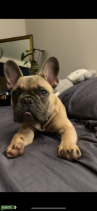 Blue Fawn Listing Image