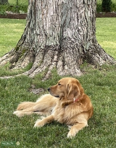 Golden Retriever Stud Listing Image