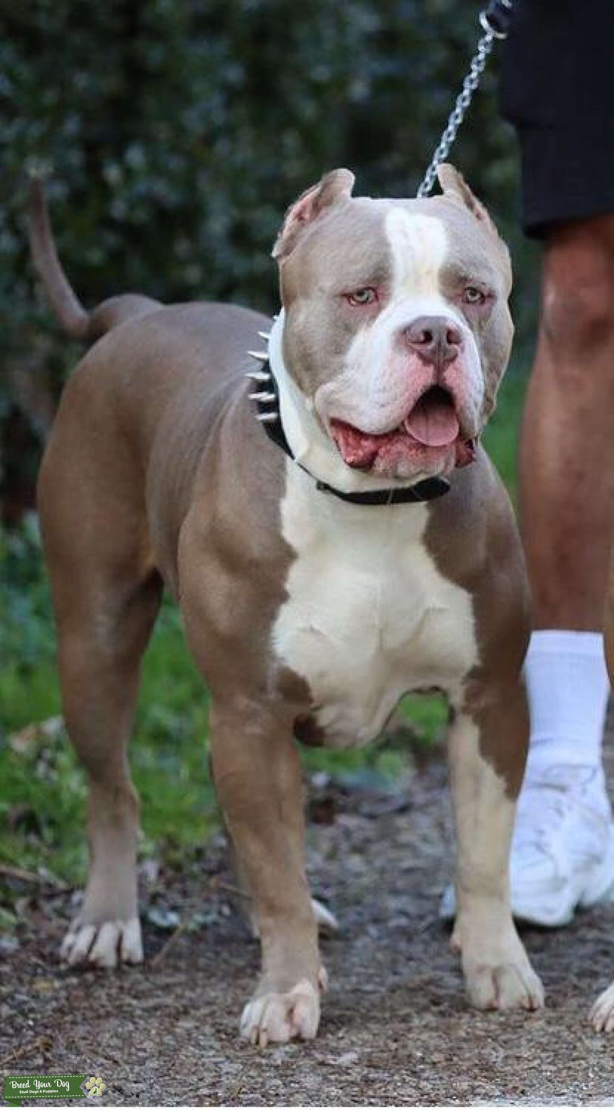Lilac white XL American Bully for Stud Stud Dog in Kent , United