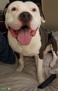 Male American PitBull Stud Listing Image
