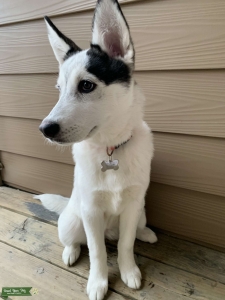 Female Husky looking for stud before first heat  Listing Image