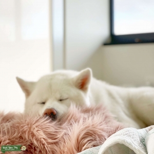 Japanese Akita  Listing Image