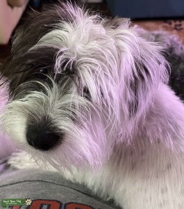 Female mix looking for 15lb less stud Listing Image