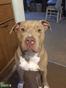 American Staffordshire terrier Listing Image