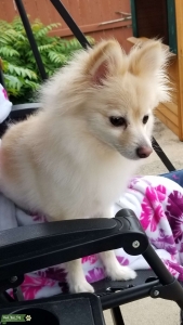 AKC female pomeranian Listing Image