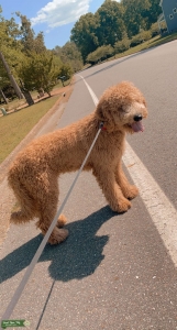 Goldendoodle  Listing Image