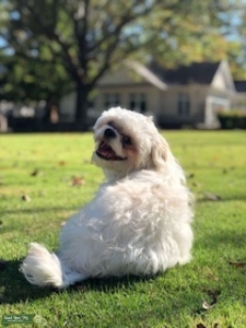 Shih Tzu Stud Listing Image
