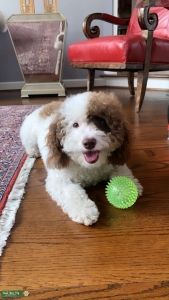 Miniature poodle stud service  Listing Image
