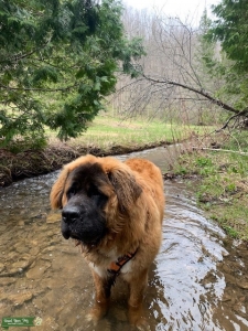 Leonberger/St. Bernard - The most beautiful and caring good boy! Listing Image