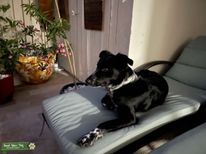 Pure bred border collie Searching for Male small poodle Listing Image