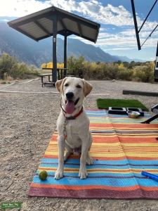 Yellow Lab Listing Image
