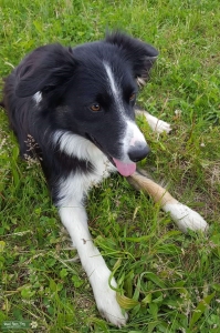 Border Collie  Listing Image