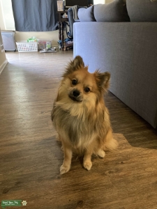 Victorian Pomeranian Listing Image