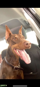 Red Doberman Stud  Listing Image