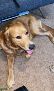 Flatcoat Goldendoodle Stud (mostly Golden) Listing Image