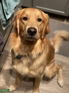 Golden Retriever Listing Image