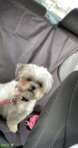 Shih Tzu  Listing Image